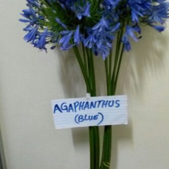 AGAPHANTHUS BLUE
