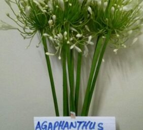 AGAPHANTHUS-WHITE.jpg