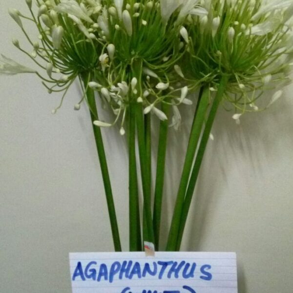 AGAPHANTHUS-WHITE.jpg