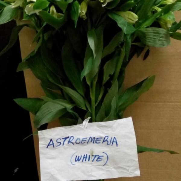 ASTOEMERIA-WHITE.jpg