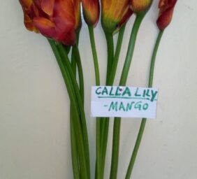 CALLA-LILY-MANGO.jpg