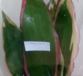 CORDYLINES.jpg