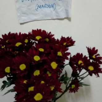 CRYSANTHAMUMS MAROON