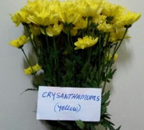 CRYSANTHAMUMS-YELLOW.jpg