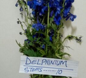 DELPHINIUM.jpg