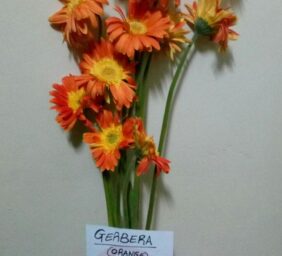 GERBERA-ORANGE.jpg