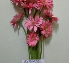GERBERA-PINK.jpg