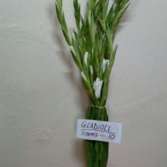 GLADIOLI