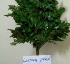 LEATHER-FERN.jpg