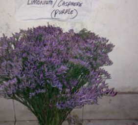 LIMONIUM-CASPHERE-PURPLE.jpg