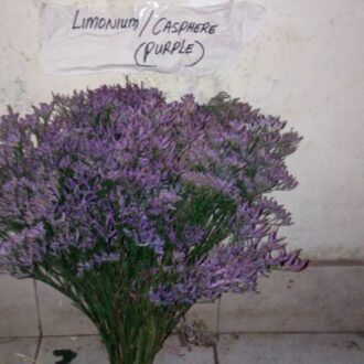 LIMONIUM CASPHERE PURPLE