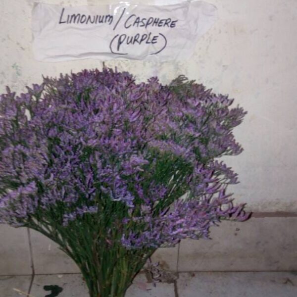 LIMONIUM-CASPHERE-PURPLE.jpg