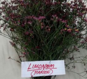 LIMONIUM-MAROON.jpg