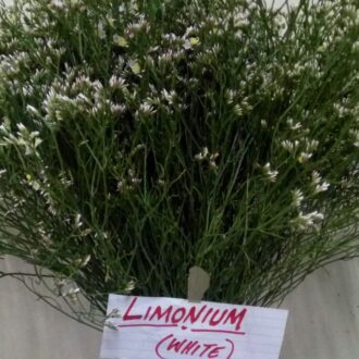 LIMONIUM WHITE
