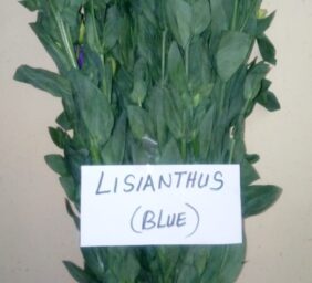 LISIANTHUS-BLUE.jpg