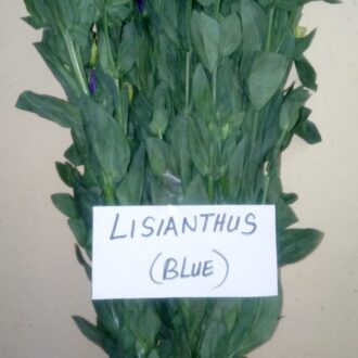 LISIANTHUS BLUE