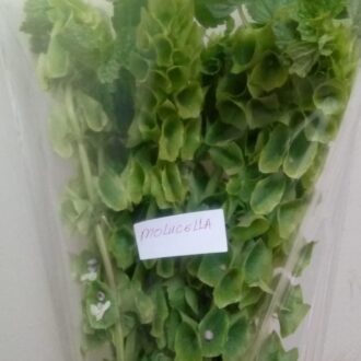 MOLUCELLA
