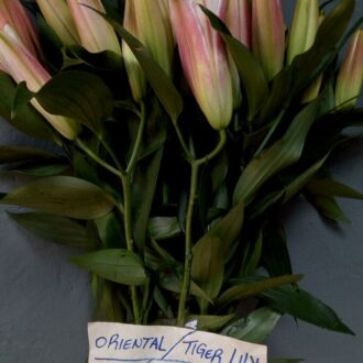 ORIENTAL TIGER LILY PINK