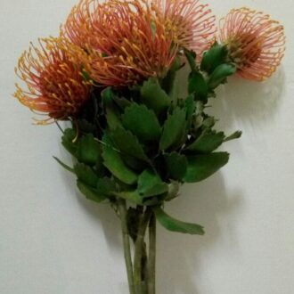 PINCUSHION PROTEA