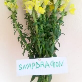 SNAPDRAGON