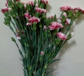 SPRAY-CARNATION-VARIEGATED-PINK.jpg