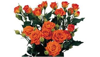 SPRAY ROSE Orange