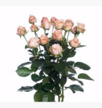SPRAY-ROSE-PINKY.jpg