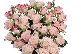 SPRAY-ROSE-Pink-white.jpg