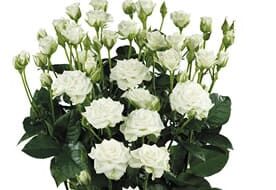 SPRAY-ROSE-white.jpg