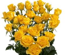 SPRAY-ROSE-yellow1.jpg