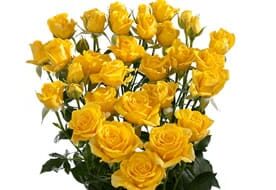 SPRAY-ROSE-yellow1.jpg