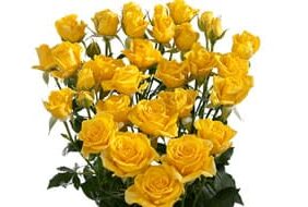 SPRAY-ROSE-yellow1.jpg