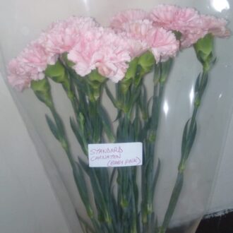 STANDARD CARNATION BABY PINK