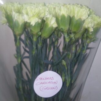 STANDARD CARNATION GREEN