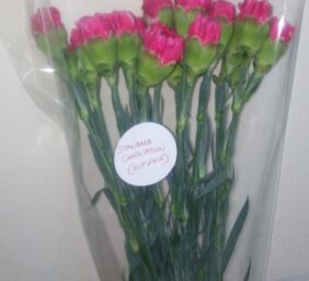 STANDARD-CARNATION-HOT-PINK.jpg