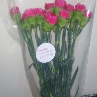 STANDARD CARNATION HOT PINK