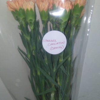 STANDARD CARNATION ORANGE