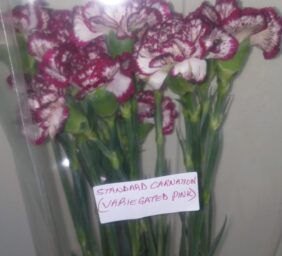 STANDARD-CARNATION-VARIEGATED-PINK.jpg