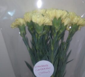 STANDARD-CARNATION-YELLOW.jpg