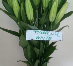 TIGER-LILY-WHITE.jpg
