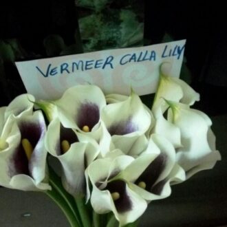 VERMEER CALLA LILY