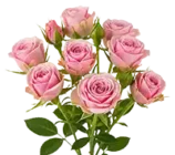 spray roses